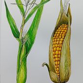 Mój projekt z kursu: Realistyczne malowanie botanicznych akwareli. Design, Traditional illustration, Fine Arts, Painting, Watercolor Painting, and Botanical Illustration project by tomekbald - 08.26.2024