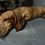 Mi proyecto del curso: Fotografía lifestyle de perros Ein Projekt aus dem Bereich Fotografie, Porträtfotografie, Fotografie für Instagram, Dokumentarfotografie, Lifest und le-Fotografie von Karo Castillo - 26.08.2024