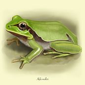 Mi proyecto del curso: Ilustración naturalista de animales con Procreate. Un proyecto de Ilustración digital, Dibujo realista, Ilustración naturalista				 e Ilustración tradicional de alexbeamonte23 - 28.08.2024