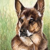 Watercolor pet portrait - german shepherd. Traditional illustration, and Watercolor Painting project by Martin Stepka - 08.28.2024