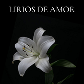Mi proyecto del curso: Escritura de una novela paso a paso Ein Projekt aus dem Bereich Schrift, Kreativität, Stor, telling, Erzählung, Literarisches schreiben und Kreatives Schreiben von Ren - 01.09.2024