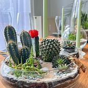 Mi proyecto del curso: Arte vegetal: crea tu propio terrario abierto. Decoration, Interior Design, DIY, L, scape Architecture, Floral, and Plant Design project by Grismeiry Aza de Nippe - 09.02.2024