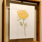 Mi proyecto del curso: Ilustración botánica en acuarela: Técnica del sombreado a rayas. Een project van  Botanische illustratie,  Beeldende kunst, Schilderij y Aquarelschilderen van Andrea Zamorano R. - 03.09.2024