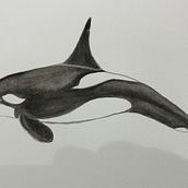 My project for course: Naturalist Illustration Techniques: Whales in Watercolor. Un progetto di Illustrazione naturalistica, Pittura, Pittura ad acquerello e Belle arti di maurojeda - 03.09.2024