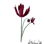 Mi proyecto del curso: Ilustración botánica con acuarela (Cristina). Fine Arts, Drawing, Traditional illustration, Painting, Watercolor Painting, and Botanical Illustration project by Cristina Álvarez - 09.06.2024