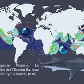 Infografías creativas: El Gigante Viajero: La Migración del Tiburón Ballena (Rhincodon typus Smith, 1828). Graphic Design, Infographics, Information Design, and Poster Design project by Andrés Felipe Betancourt Rodríguez - 08.02.2024