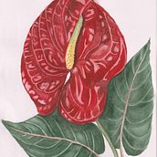 Botanical Watercolor: Illustrate the Anatomy of Flowers. Een project van Aquarelschilderen, Schilderij,  Botanische illustratie, Textielprinten y Bloem- en plantenschikken van Iryna Kravchuk - 13.09.2024