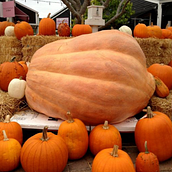La Calabaza de los Deseos Ein Projekt aus dem Bereich Kreativität mit Kindern, Schrift, Erzählung, Stor, telling und Kinder- und Jugendliteratur von Laura Adams - 12.09.2024