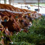 Ganaderia de Vacas Jersey en Guatemala 2024. Photograph project by Bruno Najera - 09.16.2024