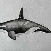 My project for course: Naturalist Illustration Techniques: Whales in Watercolor. Un progetto di Illustrazione naturalistica, Pittura, Pittura ad acquerello e Belle arti di mikiglisenti - 18.09.2024