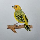 Meu projeto do curso: Pintura em aquarela: arte de aves e fauna naturalista. Drawing, Fine Arts, Naturalistic Illustration, Pencil Drawing, Realistic Drawing, and Watercolor Painting project by Thayane Patusco - 07.11.2024