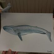 My project for course: Naturalist Illustration Techniques: Whales in Watercolor. Ilustração naturalista, Pintura, Pintura em aquarela, e Artes plásticas projeto de amandabatista2905 - 20.09.2024