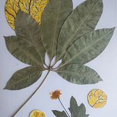 Meu projeto do curso: Técnicas básicas para prensar flores e plantas. Un progetto di Artigianato, Belle arti, Collage, DIY e Design floreale e vegetale di Natália Fontes Rodrigues - 20.09.2024