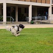 Doggy's en acción. Photographic Composition, Photograph, and Digital Photograph project by Mariela Fernanda Veloso - 09.22.2024