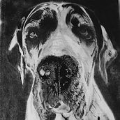 Retrato a lápiz de Pascal . Un proyecto de Dibujo a lápiz, Dibujo, Dibujo realista y Dibujo de Retrato de Mateo Londoño - 22.09.2024