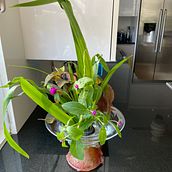Mi proyecto del curso: Ikebana: arreglos florales para principiantes. Decoration, Floral, Plant Design, Interior Decoration & Interior Design project by Myrna Lozada Guzmán - 09.26.2024