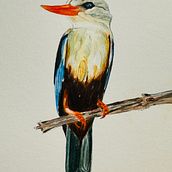 Halcyon bird Ein Projekt aus dem Bereich Aquarellmalerei von Alessandra Roncagliolo - 27.09.2024