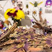Mi proyecto del curso: Técnicas básicas de prensado botánico. Un projet de Artisanat, Beaux Arts, Collage, DIY , et Art floral et végétal de Diana Laura Rosas - 25.09.2024