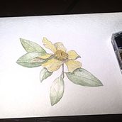My project for course: Illustrating Nature with Watercolor and Pen. Botanical Illustration, Drawing, Fine Arts, Traditional illustration, Painting, and Watercolor Painting project by Wendy Allison - 09.28.2024