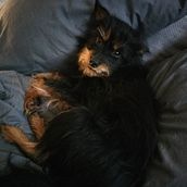 My project for course: Introduction to Dog Photography. Photograph, Studio Photograph, Portrait Photograph, Lifest, le Photograph, Documentar, Photograph & Interior Photograph project by Larissa Slaughter - 09.28.2024