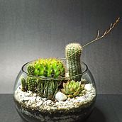 ECOTERRA  Ein Projekt aus dem Bereich Dekoration von Innenräumen, Innendesign, DIY, L, schaftsbau und Blumen- und Pflanzendesign von Ailid Patiño de Romero - 29.09.2024