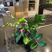 Mi proyecto del curso: Diseño Floral y Diseño de Conjuntos Botánicos. Decoration, DIY, Floral, Plant Design & Interior Decoration project by Myrna Lozada Guzmán - 10.04.2024