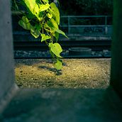 Flash life: green serie. Un proyecto de Fotografía artística de Clem Gillieron - 04.10.2024