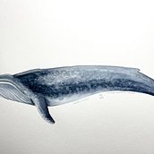 Ballena azul: Técnicas de ilustración naturalista: ballenas en acuarela. Un progetto di Illustrazione tradizionale, Pittura ad acquerello e Belle arti di Judith Elizondo - 07.10.2024
