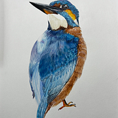Mi proyecto del curso: Ilustración naturalista de aves con acuarela Ein Projekt aus dem Bereich Realistische Zeichnung, Traditionelle Illustration, Aquarellmalerei und Naturalistische Illustration von Jorge Javier Cruz Florín - 07.10.2024