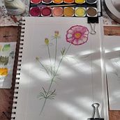 Cosmos - My project for course: Realistic Botanical Watercolor Drawing. Botanical Illustration, Design, Fine Arts, Traditional illustration, Painting, and Watercolor Painting project by Silvia Belo Oliveira - 10.09.2024