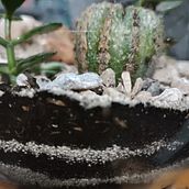 Mi proyecto del curso: Arte vegetal: crea tu propio terrario abierto. Decoration, Interior Design, DIY, L, scape Architecture, Floral, and Plant Design project by Morellya Echenique Monzon - 10.04.2024