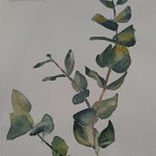 Mijn project van de cursus: Illustreer de natuurlijke wereld met aquarel en houtskool. Traditional illustration, Naturalistic Illustration, and Painting project by Mariet van de Waarsenburg - 10.14.2024