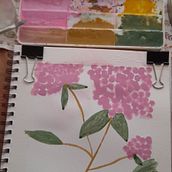 Hydrangea - My project for course: Botanical Illustration with Watercolors. Fine Arts, Drawing, Traditional illustration, Painting, Watercolor Painting, and Botanical Illustration project by Silvia Belo Oliveira - 10.15.2024