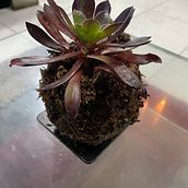 Mi proyecto del curso: Kokedamas: crea macetas naturales de musgo. Arts, Crafts, Decoration, Interior Design, DIY, L, scape Architecture, Floral, and Plant Design project by mirla.lobos.vidal - 10.14.2024