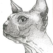 CAT. Un progetto di Design di Fernanda Sandoval - 15.10.2024