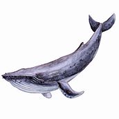 Ballenas en acuarela Ein Projekt aus dem Bereich Naturalistische Illustration, Malerei, Aquarellmalerei und Bildende Künste von Cristina Zapata Sánchez - 15.10.2024