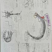 Animal Fantàstic . Desen în creion de eithandennisss - 10.17.2024