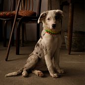 My project for course: Introduction to Dog Photography. Photograph, Studio Photograph, Portrait Photograph, Lifest, le Photograph, Documentar, Photograph & Interior Photograph project by Diego Alejandro Romero Herrera - 10.20.2024