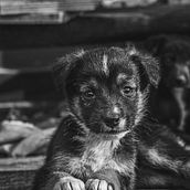 Mi proyecto del curso: Fotografía lifestyle de perros. Photograph, Portrait Photograph, Lifest, le Photograph, Instagram Photograph, Documentar, and Photograph project by CRISTIAN GHIGLIONE - 10.03.2024