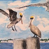 Pelicans on the Florida Coast. Un proyecto de Pintura a la acuarela de Greg Garbinsky - 21.10.2024