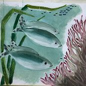 Il mio progetto del corso: Illustrazione di universi marini ad acquerello. Traditional illustration, Naturalistic Illustration, Painting, and Watercolor Painting project by Adele - 10.22.2024