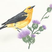 Veste Amarela Ein Projekt aus dem Bereich Traditionelle Illustration, Aquarellmalerei, Bildende Künste, Malerei und Zeichnung von Stella Valim - 23.10.2024
