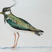 Lapwing. Pintura em aquarela projeto de Liz - 23.10.2024