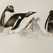 Penguins . Pintura em aquarela projeto de Liz - 24.10.2024