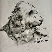 My project for course: Animal Illustration with Charcoal and Ink. Drawing, Ink Illustration, Naturalistic Illustration, and Fine Arts project by Rhonda Langham - 10.22.2024