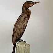 Cormorant . Pintura em aquarela projeto de Liz - 27.10.2024