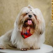 Mi proyecto del curso: Introducción a la fotografía de perros. Een project van Fotografie, Studiofotografie, Portretfotografie, Lifest, le fotografie,  Documentairefotografie e Interieurfotografie van jorgegoenagafotografia - 26.10.2024