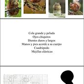 animal. Design project by Anastassia Rojas - 10.30.2024