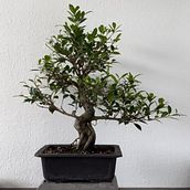 Ficus Micro Carpa Development (Tiger Bark Ficus). Design floral e vegetal, Artesanato, e Terapia de Arte projeto de Alex Mendoza - 31.10.2024