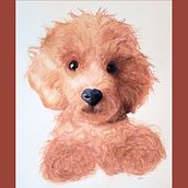 Retrato de um Poodle Caramelo - Poodle Portrait. Naturalistic Illustration, and Watercolor Painting project by Miriam Martins - 09.11.2024